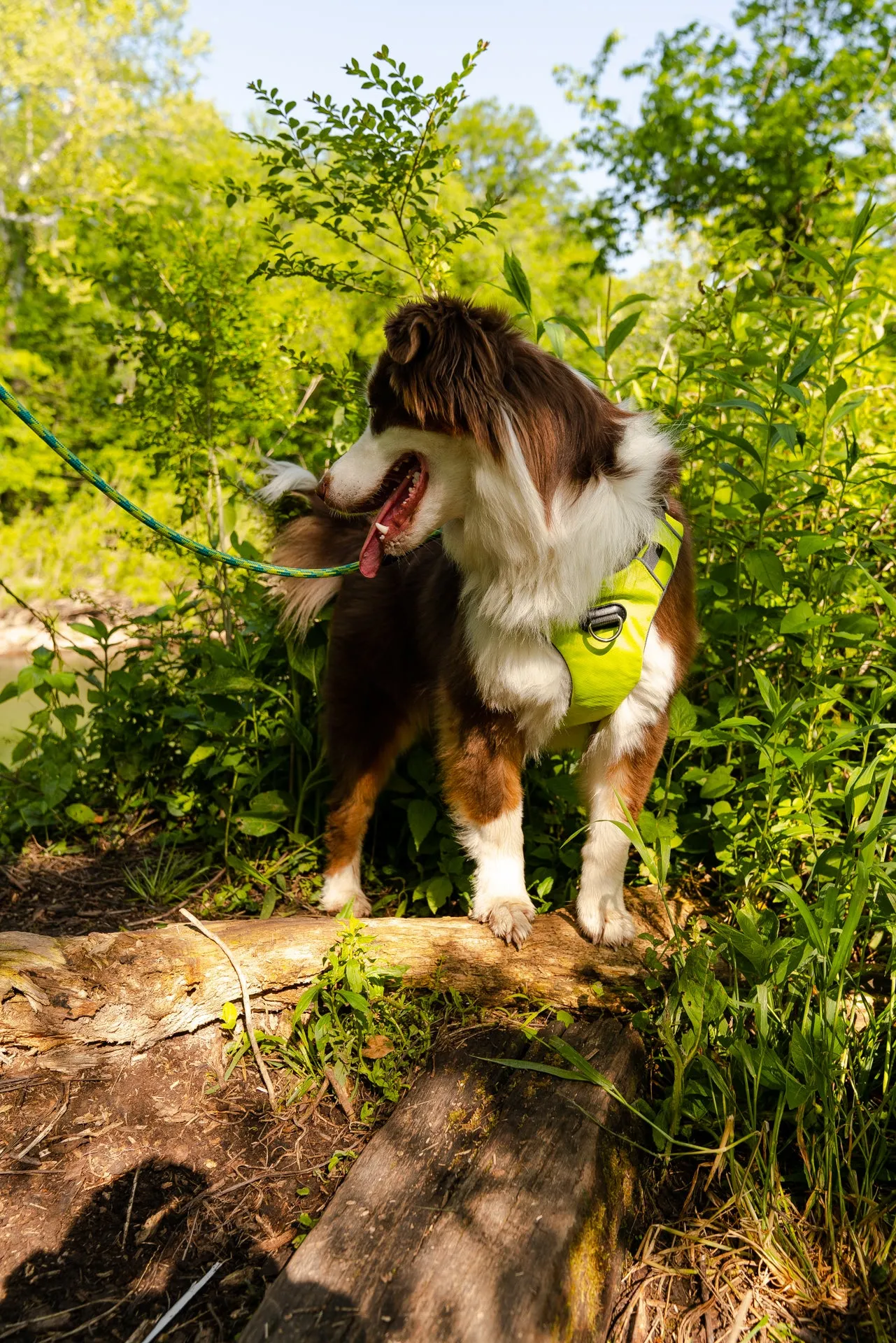 Millvue Kiwi Green EZ Fit™ Dog Harness - Wholesale