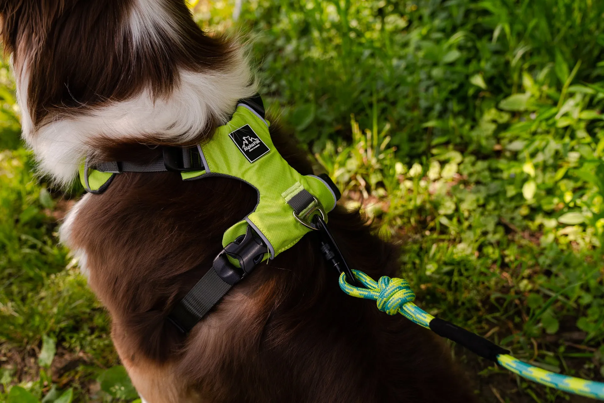 Millvue Kiwi Green EZ Fit™ Dog Harness - Wholesale